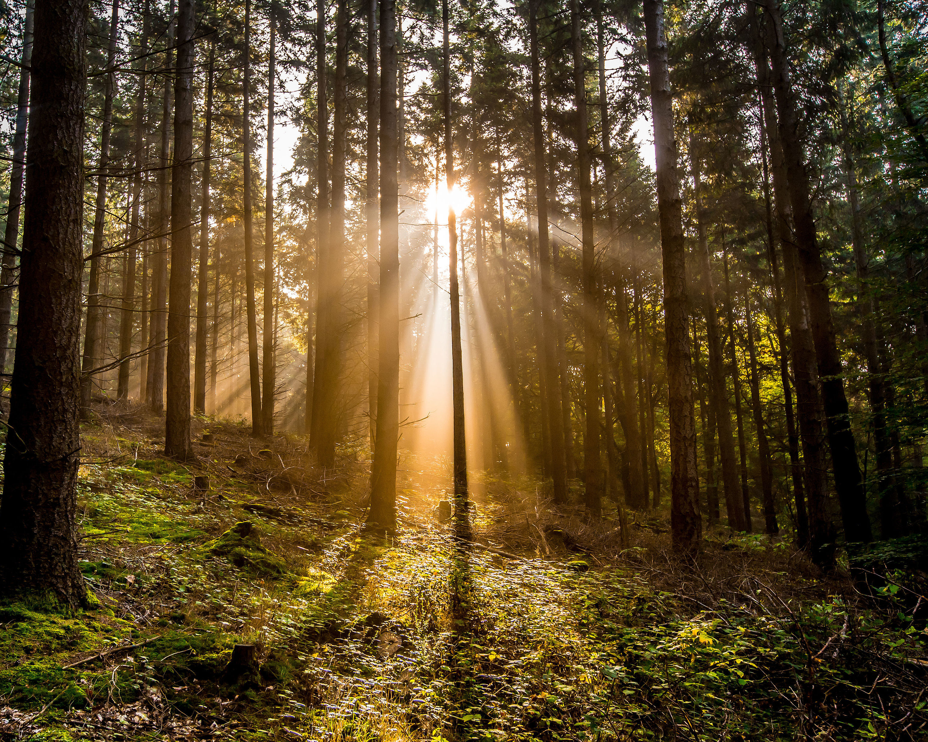 Sonnenlicht
